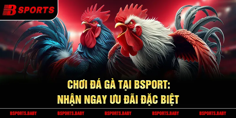 Đá gà Bsport - Đấu trường Thomo, chiến kê xuất sắc