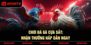 Gà cựa sắt Bsport truyền hình trực tiếp rõ nét